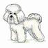 Bichon Frise