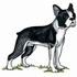 Boston Terrier