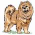 Chow Chow