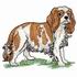 King Charles Spaniel