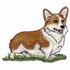 Pembroke Welsh Corgi