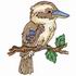 Kookaburra