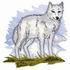 Arctic Wolf