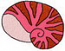B_nautilus