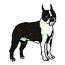 BOSTON TERRIER