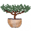 POTTED TREE