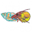 HERMIT CRAB
