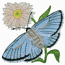 ADONIS BLUE