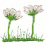 DAISIES