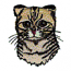 SCOTTISH FOLD CAT HEAD