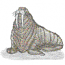 WALRUS