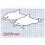 BOTTLENOSE DOLPHINS