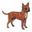 CHIHUAHUA