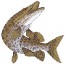 MUSKELLUNGE FISH