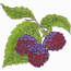 RASPBERRIES