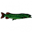 NORTHERN PIKE