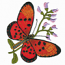 ACRAEA ACRITA