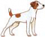 Jack Russell Terrier