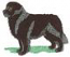 Newfoundland