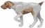 German Wirehair Pointer