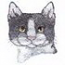 American Wirehair