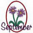 September - Aster