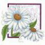 Daisies