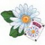 Daisy W/ Seeds