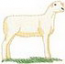 Dorset Sheep