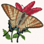 IPHICLIDIES PODALIRIUS