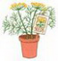 Dill