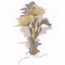Dill