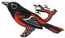 Baltimore Oriole