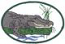 Alligator