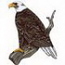 Eagle Standing