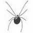Black Widow