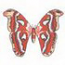 Atlas Moth