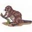 Beaver