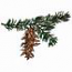 Douglas Fir