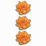 Water Lily Border