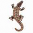 Alligator