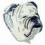 Bulldog