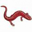 Northern Red Salamander