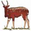 Nyala