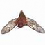 Cicada