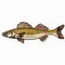 Walleye