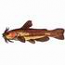 Black Bullhead Catfish