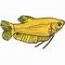 Gold Gourami