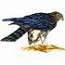 Northern Harrier