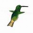 Berylline Hummingbird